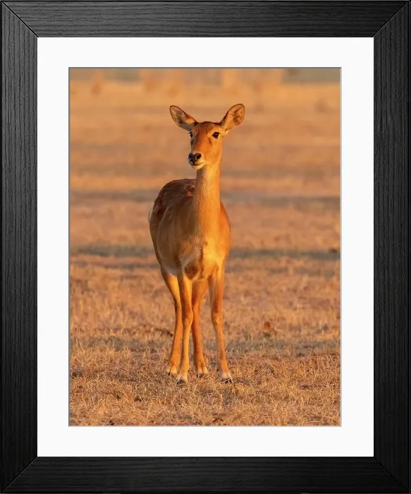 Framed Print : Puku, South Luangwa National Park, Zambia Framed Print : Puku, South Luangwa National Park, Zambia