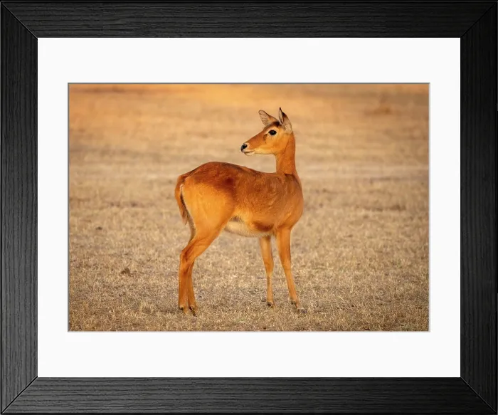 Framed Print : Puku, South Luangwa National Park, Zambia Framed Print : Puku, South Luangwa National Park, Zambia