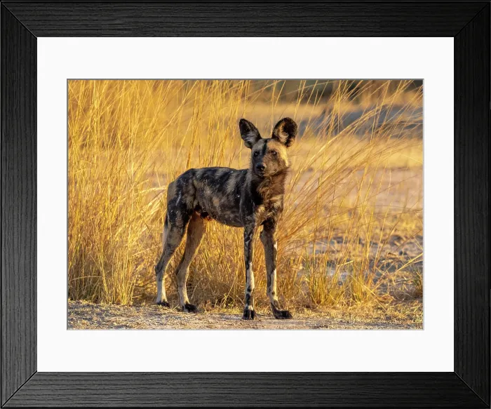 Framed Print : African wild dog (Lycaon pictus), South Luangwa National Park, Zambia Framed Print : African wild dog (Lycaon pictus), South Luangwa National Park, Zambia