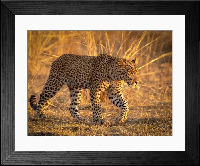 Framed Print : Leopard, South Luangwa National Park, Zambia Framed Print : Leopard, South Luangwa National Park, Zambia