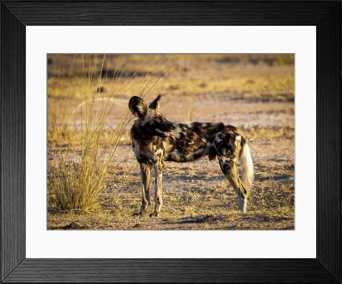 Framed Print : African wild dog (Lycaon pictus), South Luangwa National Park, Zambia Framed Print : African wild dog (Lycaon pictus), South Luangwa National Park, Zambia