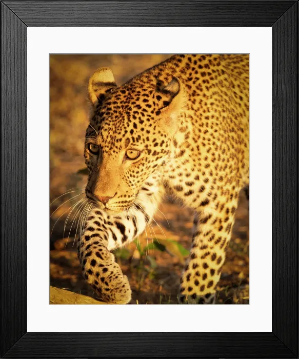Framed Print : Young leopard, South Luangwa National Park, Zambia Framed Print : Young leopard, South Luangwa National Park, Zambia