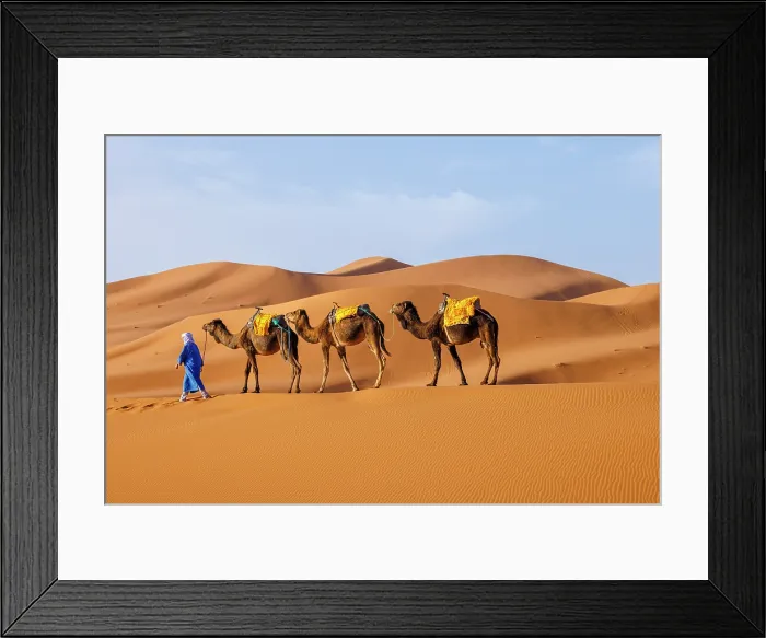 Framed Print : Berber man leading his camels through the Sahara Desert, Erg Chebbi, Merzouga, Morocco Framed Print : Berber man leading his camels through the Sahara Desert, Erg Chebbi, Merzouga, Morocco