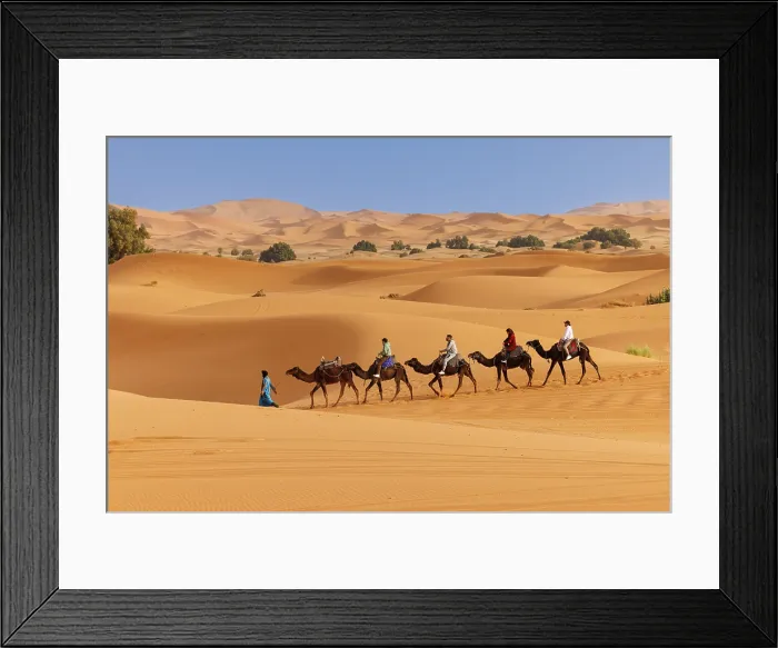 Framed Print : Tourists riding camels through the Sahara Desert, Erg Chebbi, Merzouga, Morocco Framed Print : Tourists riding camels through the Sahara Desert, Erg Chebbi, Merzouga, Morocco