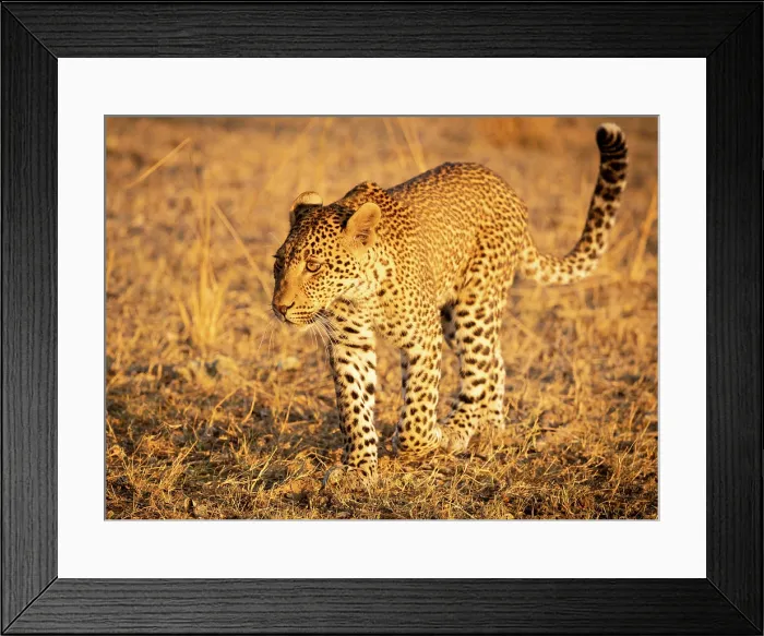 Framed Print : Young leopard, South Luangwa National Park, Zambia Framed Print : Young leopard, South Luangwa National Park, Zambia
