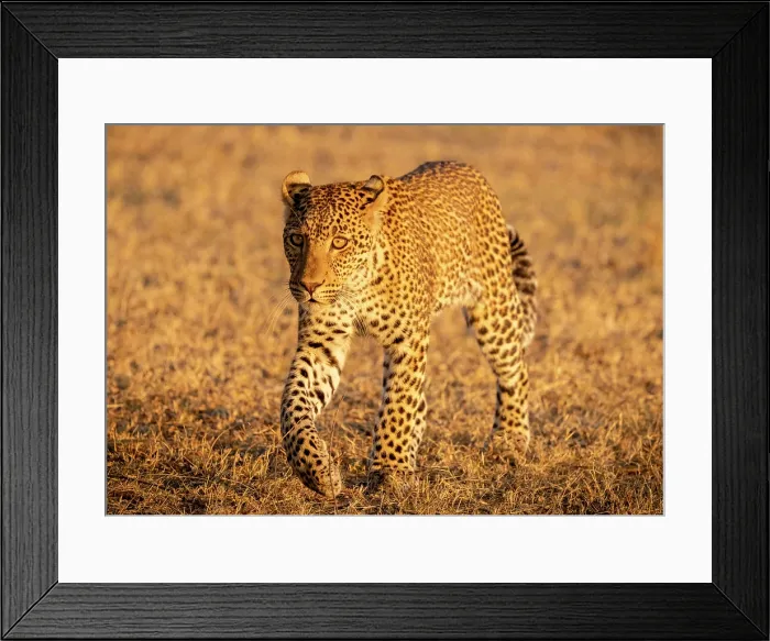 Framed Print : Young leopard, South Luangwa National Park, Zambia Framed Print : Young leopard, South Luangwa National Park, Zambia