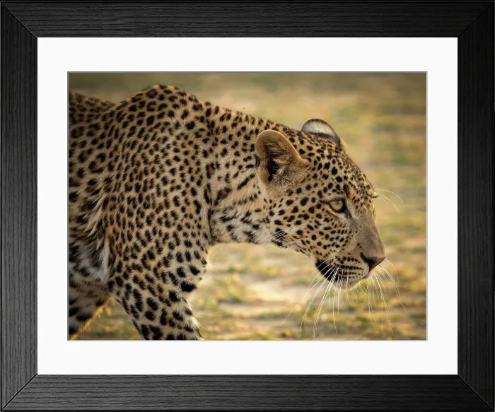 Framed Print : Leopard, South Luangwa National Park, Zambia Framed Print : Leopard, South Luangwa National Park, Zambia