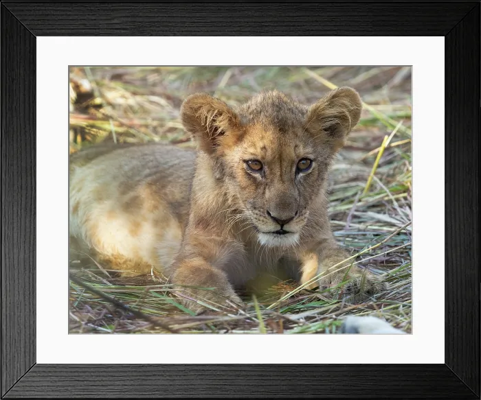 Framed Print : Lion cub, South Luangwa National Park, Zambia