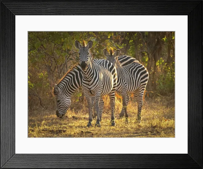 Framed Print : Zebra, South Luangwa National Park, Zambia Framed Print : Zebra, South Luangwa National Park, Zambia