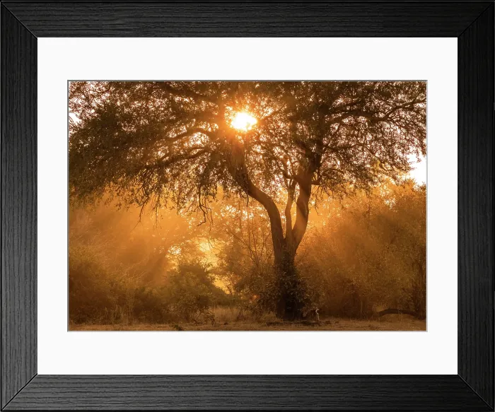 Framed Print : Sunrise through trees and dust, South Luangwa National Park, Zambia Framed Print : Sunrise through trees and dust, South Luangwa National Park, Zambia