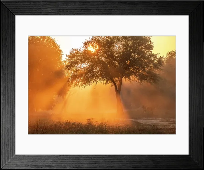 Framed Print : Sunrise through trees and dust, South Luangwa National Park, Zambia Framed Print : Sunrise through trees and dust, South Luangwa National Park, Zambia