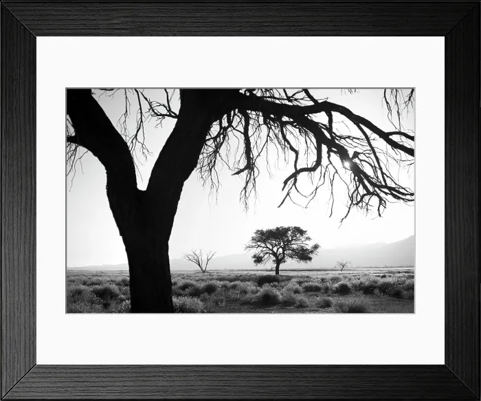 Framed Print : Trees in silhouette, Sossusvlei, Namib Naukluft Park, Namib Desert, Namibia, Africa Framed Print : Trees in silhouette, Sossusvlei, Namib Naukluft Park, Namib Desert, Namibia, Africa