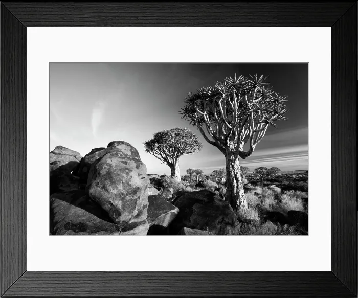 Framed Print : Quivertrees (Aloidendron dichotomum) at dusk, Quivertree Forest, near Keetmanshoop, Namibia, Africa Framed Print : Quivertrees (Aloidendron dichotomum) at dusk, Quivertree Forest, near Keetmanshoop, Namibia, Africa