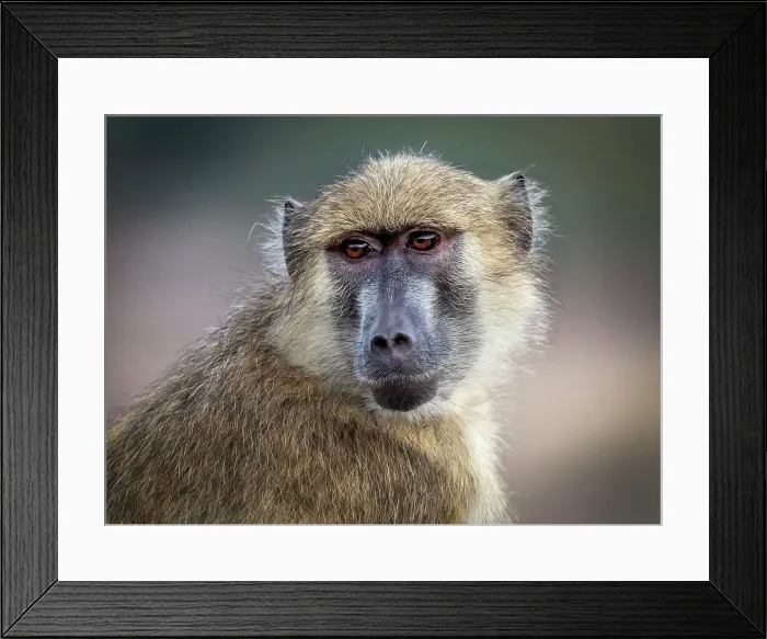 Framed Print : Yellow baboon, South Luangwa National Park, Zambia Framed Print : Yellow baboon, South Luangwa National Park, Zambia