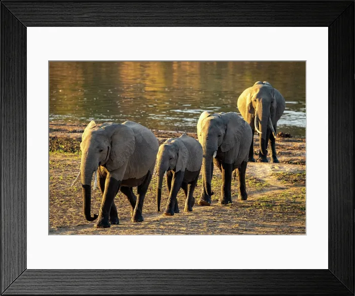 Framed Print : Elephants crossing the Luangwa River, South Luangwa National Park, Zambia Framed Print : Elephants crossing the Luangwa River, South Luangwa National Park, Zambia