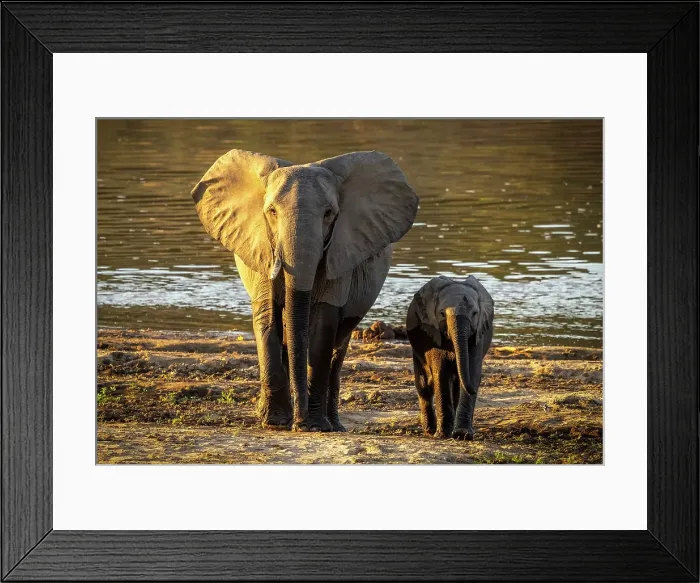 Framed Print : Elephant and calf with Luangwa River in background, South Luangwa National Park, Zambia Framed Print : Elephant and calf with Luangwa River in background, South Luangwa National Park, Zambia