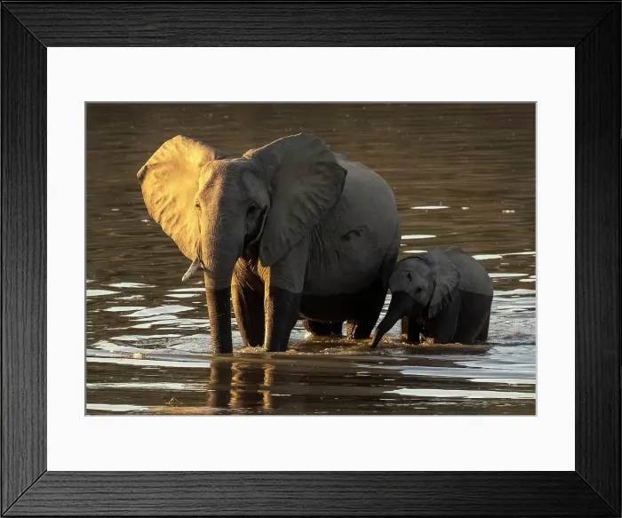 Framed Print : Elephants crossing the Luangwa River, South Luangwa National Park, Zambia Framed Print : Elephants crossing the Luangwa River, South Luangwa National Park, Zambia