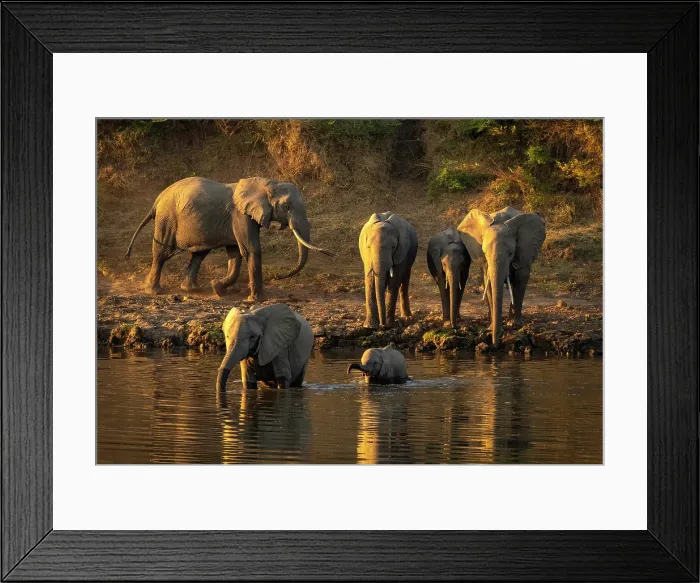 Framed Print : Elephants crossing the Luangwa River, South Luangwa National Park, Zambia Framed Print : Elephants crossing the Luangwa River, South Luangwa National Park, Zambia