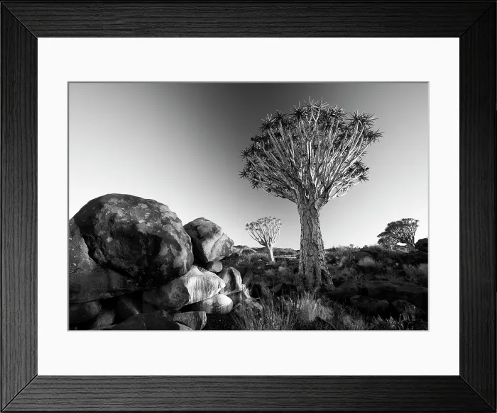 Framed Print : Quivertrees (Aloidendron dichotomum) at dusk, Quivertree Forest, near Keetmanshoop, Namibia, Africa Framed Print : Quivertrees (Aloidendron dichotomum) at dusk, Quivertree Forest, near Keetmanshoop, Namibia, Africa