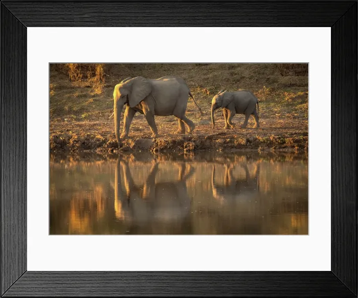Framed Print : Elephant and calf on the banks of the Luangwa River, South Luangwa National Park, Zambia