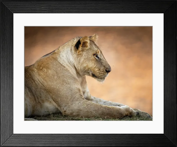Framed Print : Lioness, South Luangwa National Park, Zambia Framed Print : Lioness, South Luangwa National Park, Zambia