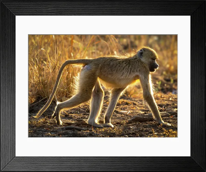 Framed Print : Yellow baboon backlit by evening light, South Luangwa National Park, Zambia Framed Print : Yellow baboon backlit by evening light, South Luangwa National Park, Zambia