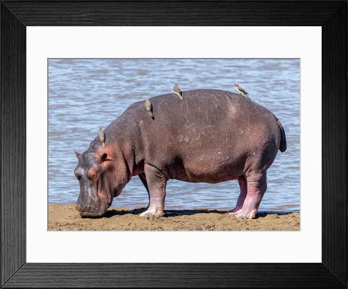 Framed Print : Hippopotamus with Oxpeckers on its back, Luangwa River, South Luangwa National Park, Zambia