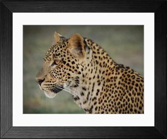 Framed Print : Leopard, South Luangwa National Park, Zambia Framed Print : Leopard, South Luangwa National Park, Zambia