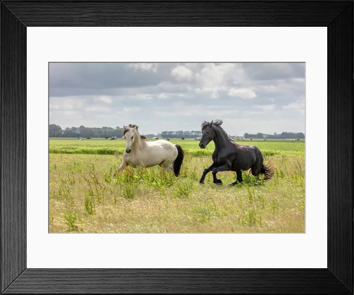 Framed Print : A Friesian horse and mixed breed horse run free, North-West Friesland, Netherlands Framed Print : A Friesian horse and mixed breed horse run free, North-West Friesland, Netherlands