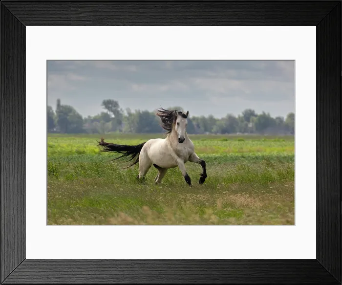 Framed Print : A mixed breed, horse (half Friesian, half Warmblood) running free, North-West Friesland, Netherlands Framed Print : A mixed breed, horse (half Friesian, half Warmblood) running free, North-West Friesland, Netherlands