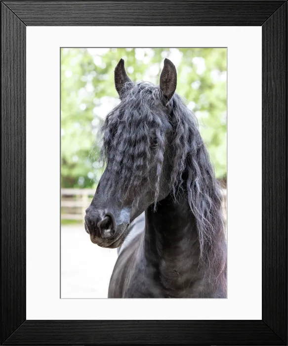 Framed Print : A portrait of a Friesian horse with a long mane, North-West Friesland, Netherlands Framed Print : A portrait of a Friesian horse with a long mane, North-West Friesland, Netherlands