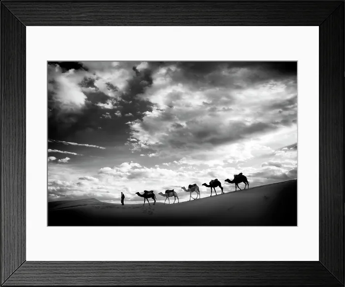 Framed Print : Camels being led across sand dunes, Erg Chebbi, Sahara Deseret, near, Merzouga, Morocco Framed Print : Camels being led across sand dunes, Erg Chebbi, Sahara Deseret, near, Merzouga, Morocco
