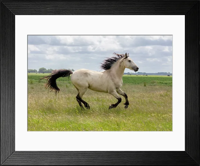 Framed Print : A mixed breed, horse (half Friesian, half Warmblood) running free, North-West Friesland, Netherlands Framed Print : A mixed breed, horse (half Friesian, half Warmblood) running free, North-West Friesland, Netherlands
