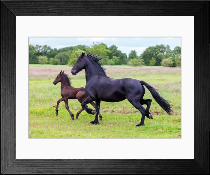 Framed Print : A Friesian mare and her foal run free, North-West Friesland, Netherlands Framed Print : A Friesian mare and her foal run free, North-West Friesland, Netherlands