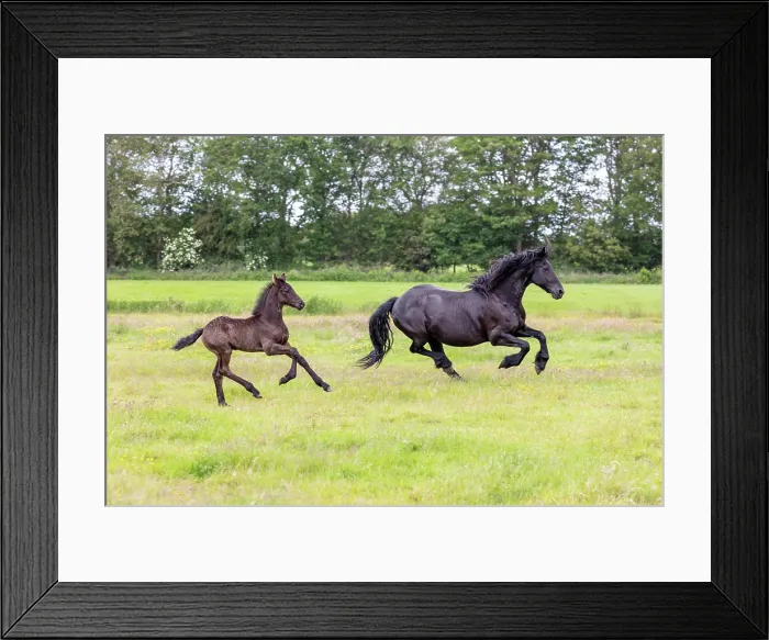 Framed Print : A Friesian mare and her foal run free, North-West Friesland, Netherlands Framed Print : A Friesian mare and her foal run free, North-West Friesland, Netherlands