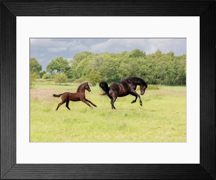 Framed Print : A Friesian mare and her foal run free, North-West Friesland, Netherlands Framed Print : A Friesian mare and her foal run free, North-West Friesland, Netherlands