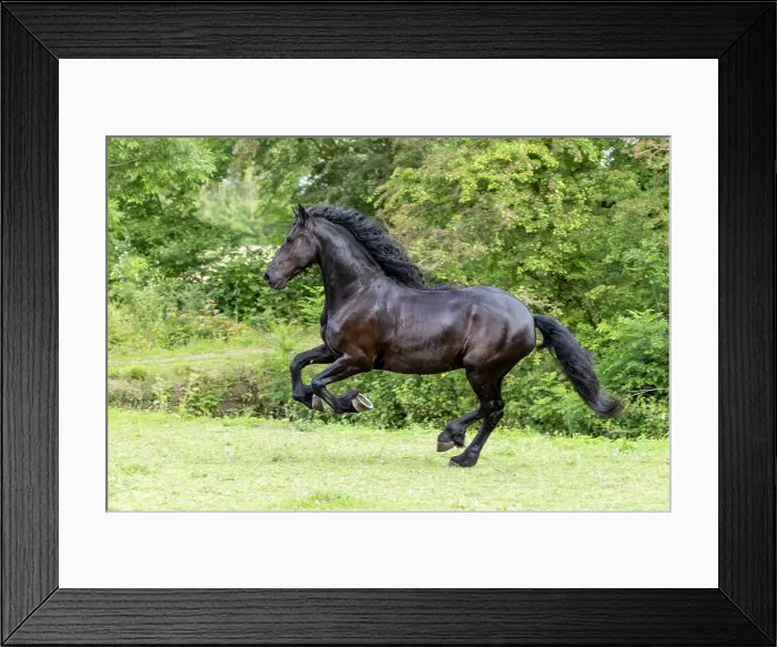 Framed Print : A Friesian horse runs free, North-West Friesland, Netherlands