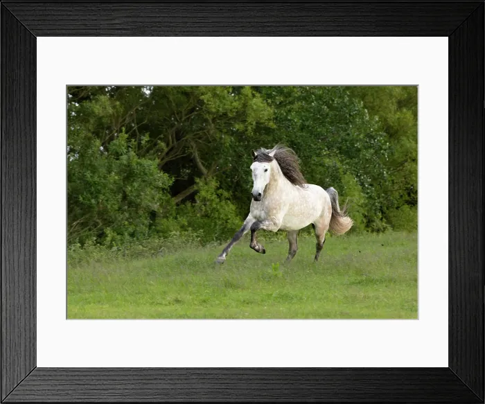 Framed Print : A mixed breed stallion runs free, North-West Friesland, Netherlands Framed Print : A mixed breed stallion runs free, North-West Friesland, Netherlands