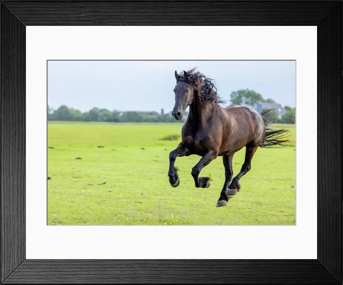 Framed Print : A Friesian horse runs free, North-West Friesland, Netherlands Framed Print : A Friesian horse runs free, North-West Friesland, Netherlands