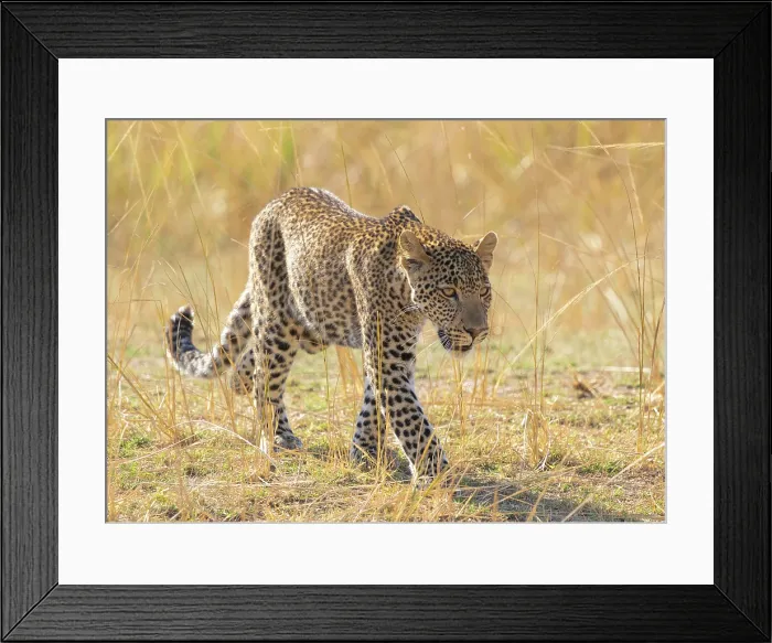 Framed Print : Young leopard, South Luangwa National Park, Zambia Framed Print : Young leopard, South Luangwa National Park, Zambia