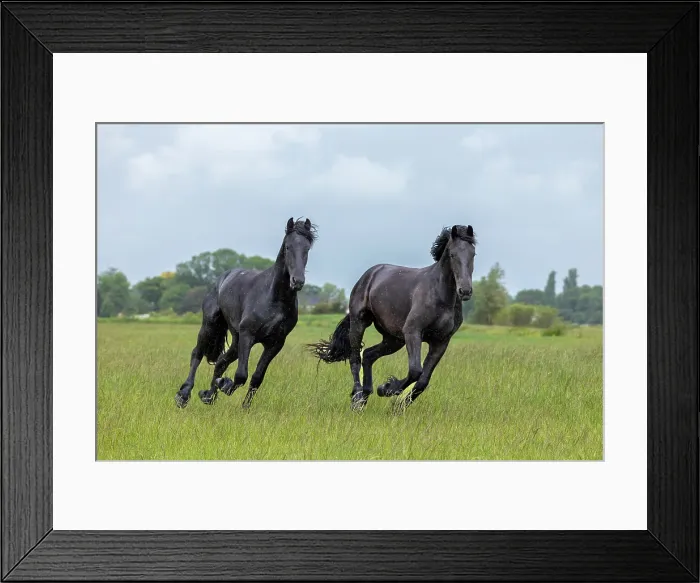 Framed Print : Two young Friesian horses run free in the rain, North-West Friesland, Netherlands Framed Print : Two young Friesian horses run free in the rain, North-West Friesland, Netherlands