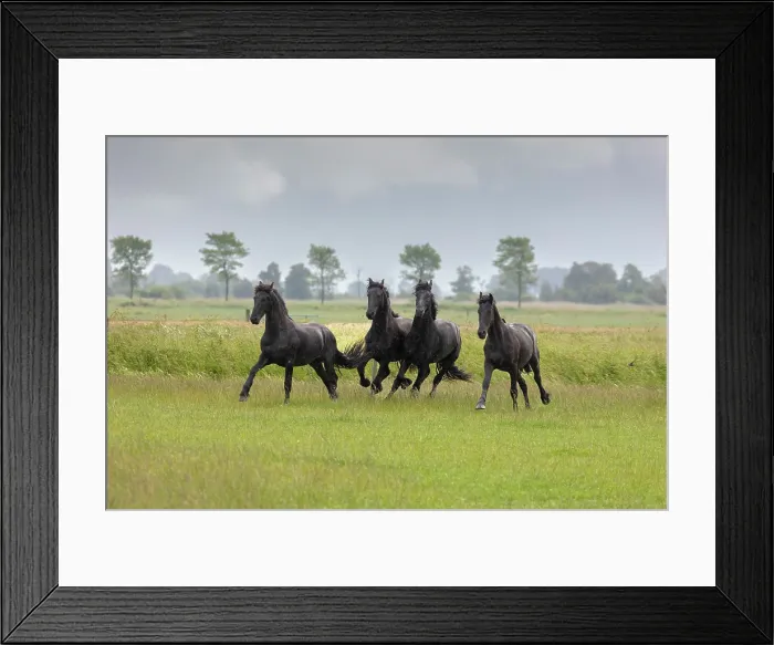 Framed Print : Four young Friesian horses run free in the rain, North-West Friesland, Netherlands Framed Print : Four young Friesian horses run free in the rain, North-West Friesland, Netherlands
