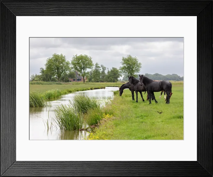 Framed Print : Friesian horses graze by a canal, North-West Friesland, Netherlands Framed Print : Friesian horses graze by a canal, North-West Friesland, Netherlands
