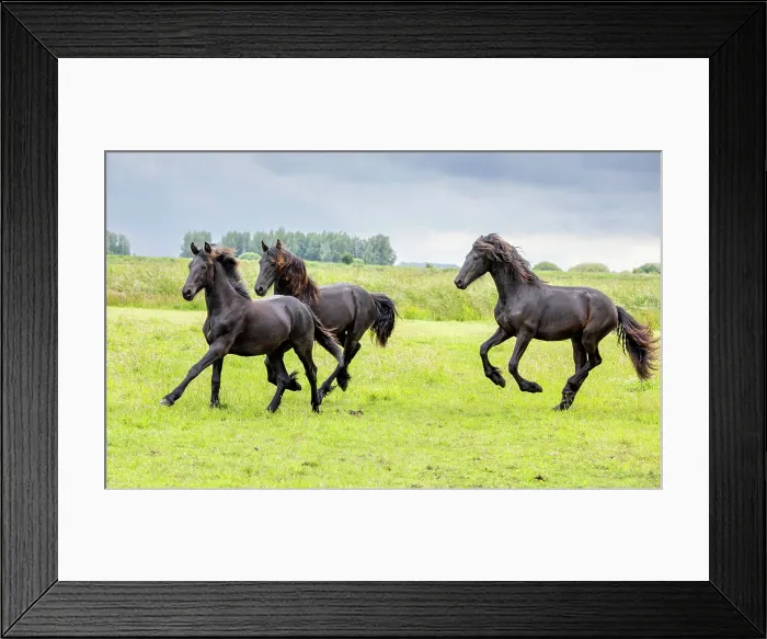 Framed Print : Three Friesian horses run free, North-West Friesland, Netherlands Framed Print : Three Friesian horses run free, North-West Friesland, Netherlands