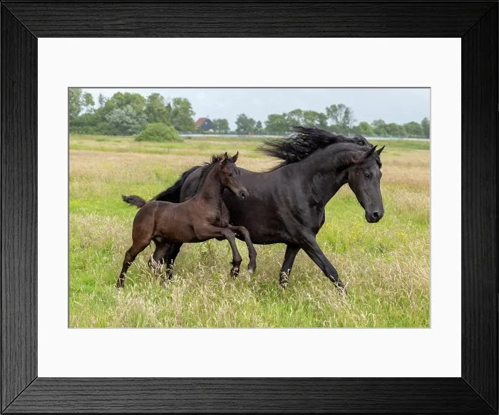 Framed Print : A Friesian mare and her foal run free, North-West Friesland, Netherlands