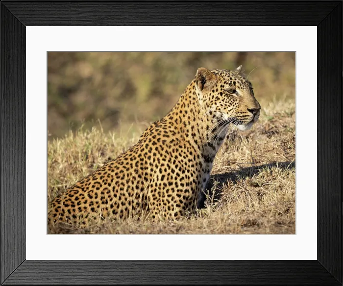 Framed Print : Leopard stalking prey, South Luangwa National Park, Zambia Framed Print : Leopard stalking prey, South Luangwa National Park, Zambia