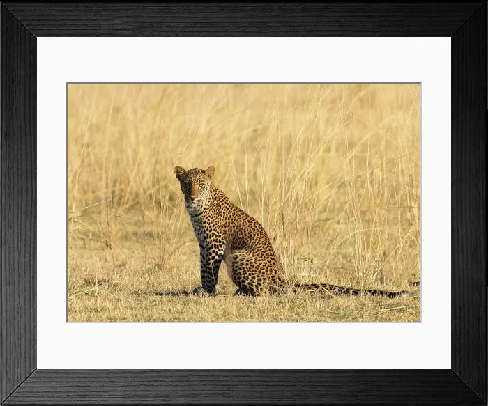 Framed Print : Leopard, South Luangwa National Park, Zambia Framed Print : Leopard, South Luangwa National Park, Zambia