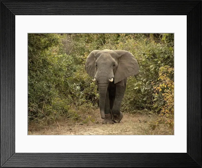 Framed Print : Elephant, South Luangwa National Park, Zambia Framed Print : Elephant, South Luangwa National Park, Zambia