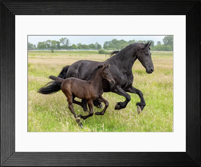 Framed Print : A Friesian mare and her foal run free, North-West Friesland, Netherlands Framed Print : A Friesian mare and her foal run free, North-West Friesland, Netherlands