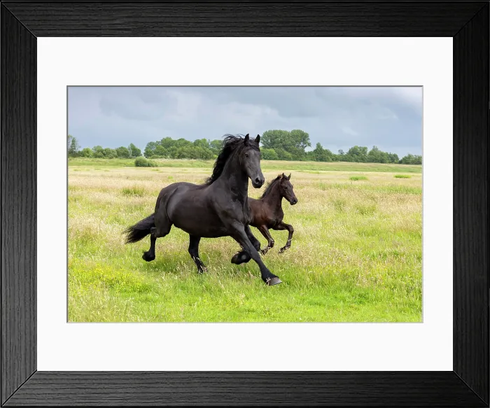 Framed Print : A Friesian mare and her foal run free, North-West Friesland, Netherlands Framed Print : A Friesian mare and her foal run free, North-West Friesland, Netherlands